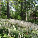 Tiarella cordifolia